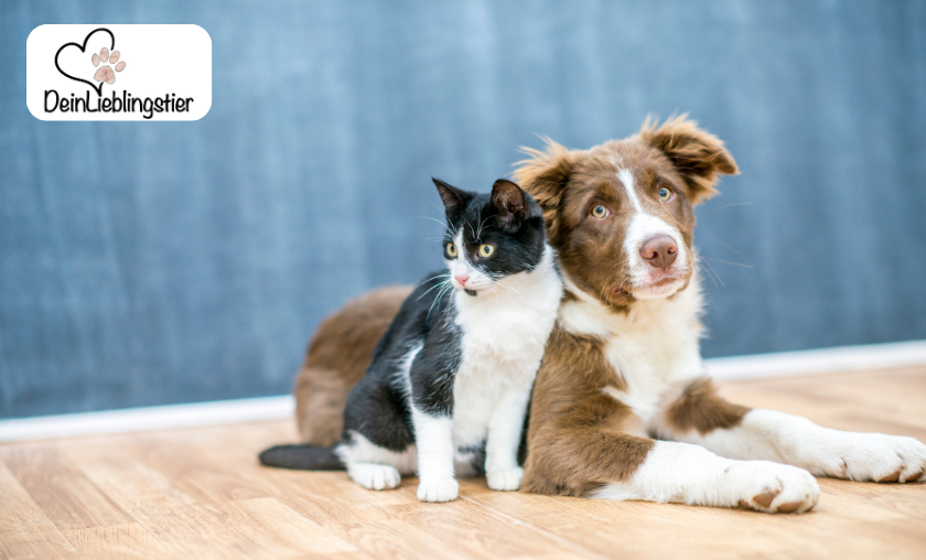 The Story of DeinLieblingstier!