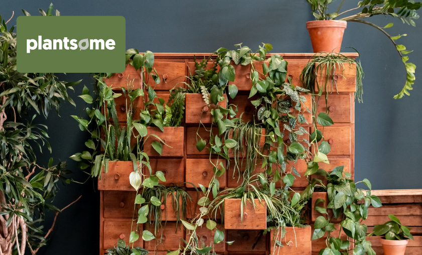 How Plantsome Makes Life Greener!