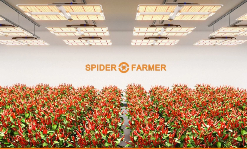 Spider Farmer Review: Best Grow Lights for Farming! ([wpsm_custom_meta type=date field=month] [wpsm_custom_meta type=date field=year]) - The Complete Portal