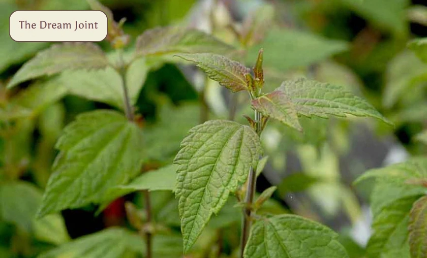 The Dream Joint Review: Best Natural Dream Herbs! ([wpsm_custom_meta type=date field=month] [wpsm_custom_meta type=date field=year]) - The Complete Portal