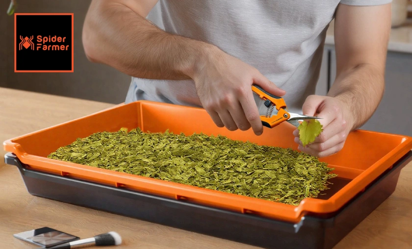 Spider Farmer Review: Best Grow Lights for Farming! ([wpsm_custom_meta type=date field=month] [wpsm_custom_meta type=date field=year]) - The Complete Portal