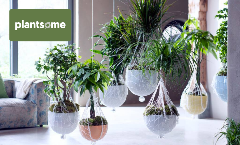 Why People Love Plantsome!