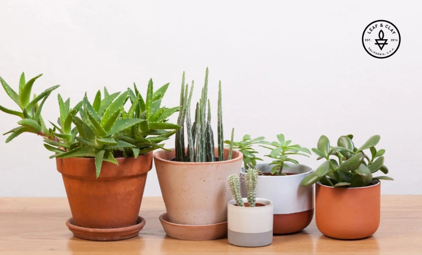 Leaf & Clay Global Review