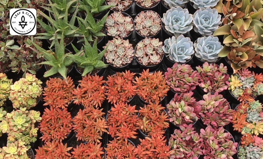 Top 5 Leaf & Clay Products