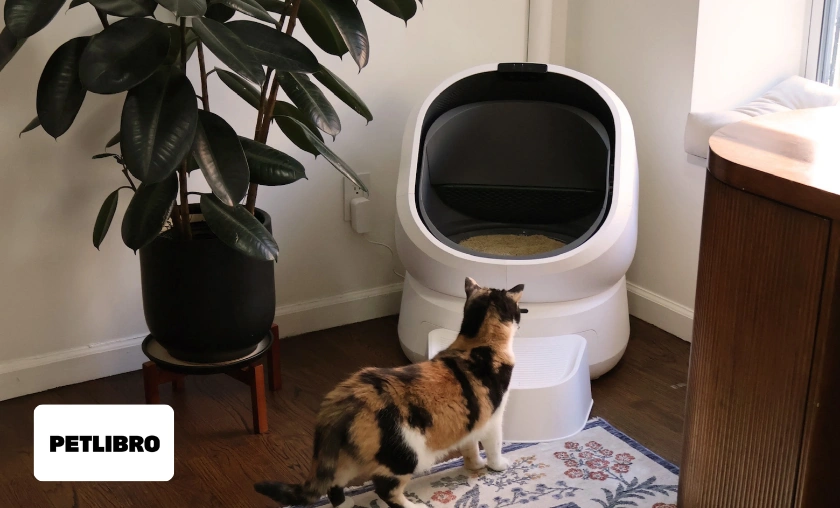 Petlibro Review Quality, Performance, and Everyday Use