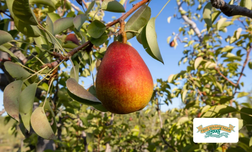 Frog Hollow Farm Review: Best Fresh Seasonal Fruits! ([wpsm_custom_meta type=date field=month] [wpsm_custom_meta type=date field=year]) - The Complete Portal