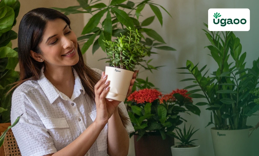 Ugaoo IN Review: Best Gardening Solutions for Home! ([wpsm_custom_meta type=date field=month] [wpsm_custom_meta type=date field=year]) - The Complete Portal