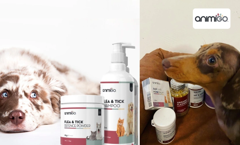 Animigo UK Review: Best Pet Nutrition & Care Product! ([wpsm_custom_meta type=date field=month] [wpsm_custom_meta type=date field=year]) - The Complete Portal