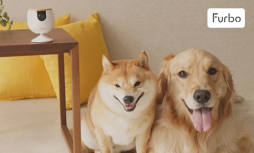 Furbo UK Review: Best Smart Pet Camera & Monitoring! ([wpsm_custom_meta type=date field=month] [wpsm_custom_meta type=date field=year]) - The Complete Portal