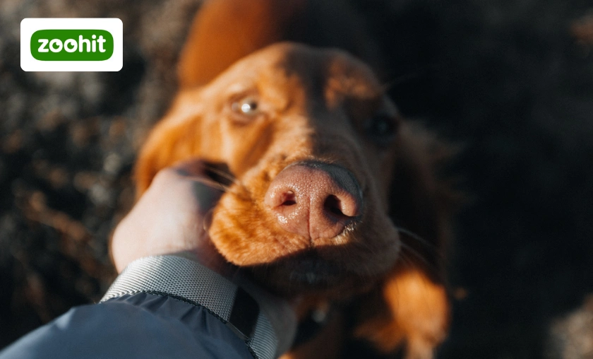 Zoohit CZ & SK Review: Best Pet Food & Essentials! ([wpsm_custom_meta type=date field=month] [wpsm_custom_meta type=date field=year]) - The Complete Portal