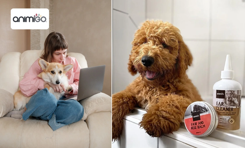 Animigo UK Review: Best Pet Nutrition & Care Product! ([wpsm_custom_meta type=date field=month] [wpsm_custom_meta type=date field=year]) - The Complete Portal