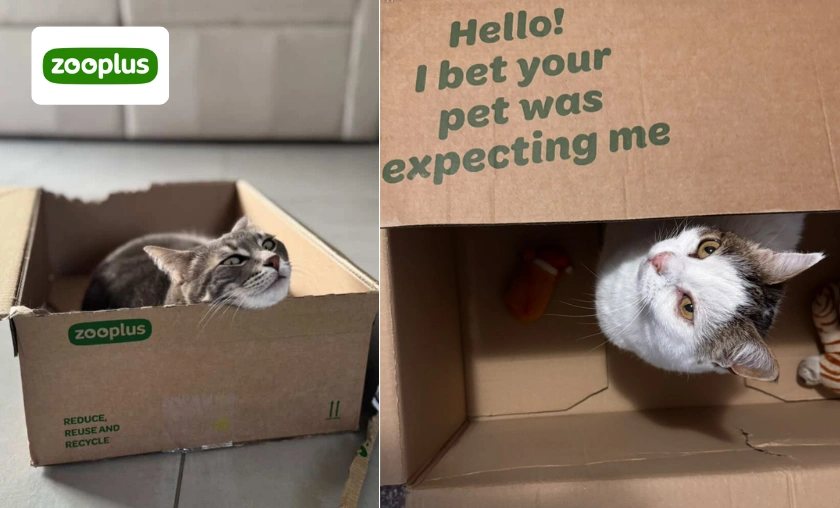 Zooplus IT Review Product Quality, Selection & Shopping Experience