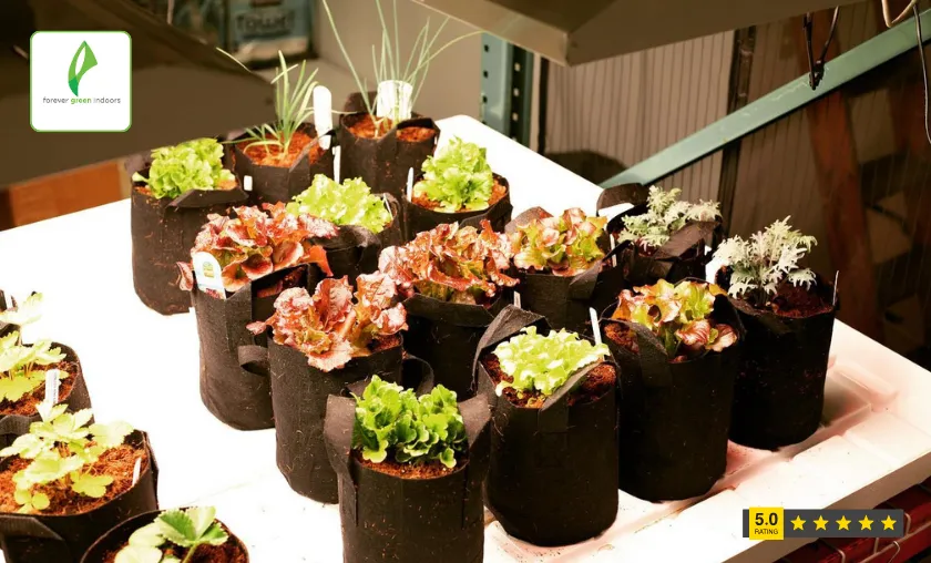 Customer Reviews of Forever Green Indoors!