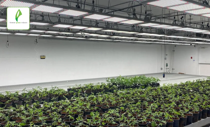 Forever Green Indoors Review: Best LED Grow Lights! ([wpsm_custom_meta type=date field=month] [wpsm_custom_meta type=date field=year]) - The Complete Portal