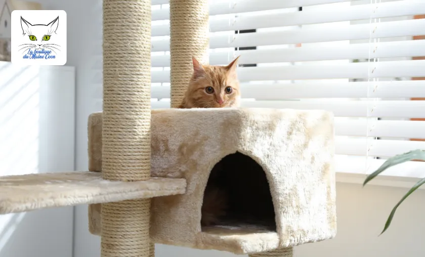 La boutique du Maine Coon Review: Best Cat Products! ([wpsm_custom_meta type=date field=month] [wpsm_custom_meta type=date field=year]) - The Complete Portal