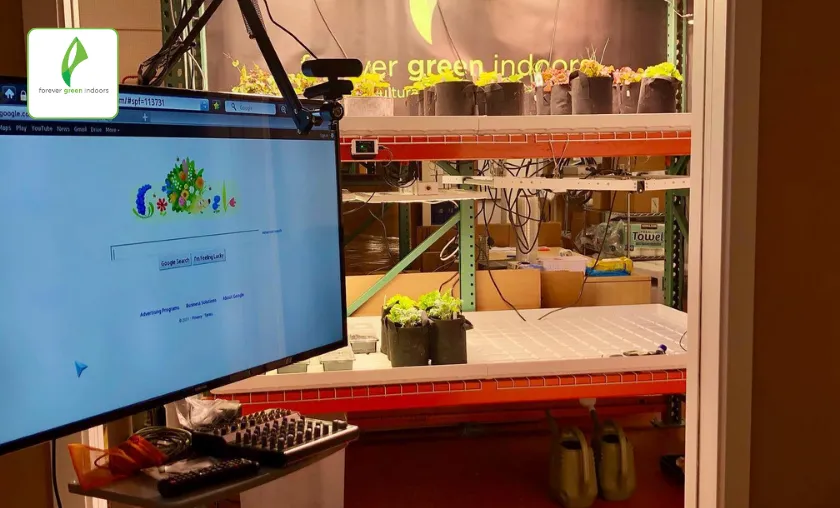 Forever Green Indoors Review: Best LED Grow Lights! ([wpsm_custom_meta type=date field=month] [wpsm_custom_meta type=date field=year]) - The Complete Portal