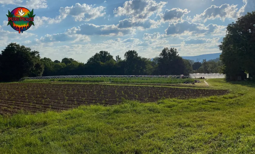 Pure Peace CBD Review: Best THCA & CBD Products! ([wpsm_custom_meta type=date field=month] [wpsm_custom_meta type=date field=year]) - The Complete Portal