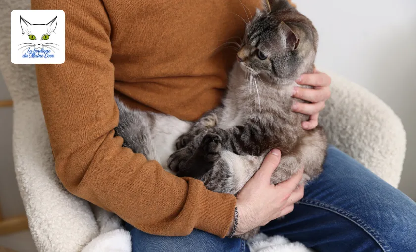 La boutique du Maine Coon Review: Best Cat Products! ([wpsm_custom_meta type=date field=month] [wpsm_custom_meta type=date field=year]) - The Complete Portal