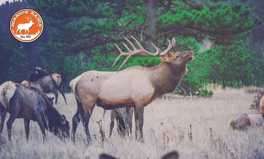 Pearson Ranch Jerky Review: Best Jerky & Snack Stick! ([wpsm_custom_meta type=date field=month] [wpsm_custom_meta type=date field=year]) - The Complete Portal