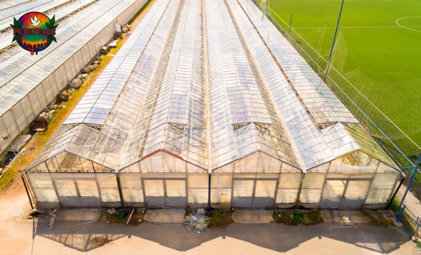 Pure Peace CBD Review: Best THCA & CBD Products! ([wpsm_custom_meta type=date field=month] [wpsm_custom_meta type=date field=year]) - The Complete Portal