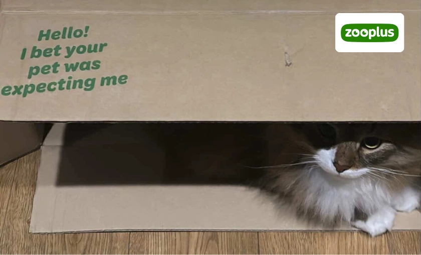 Zooplus Review: Best Pet Food, Toys & Accessories! ([wpsm_custom_meta type=date field=month] [wpsm_custom_meta type=date field=year]) - The Complete Portal