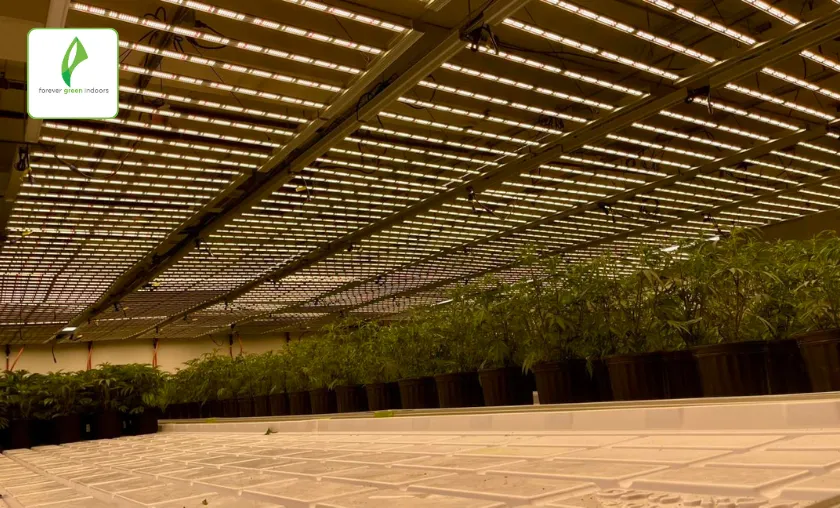 Forever Green Indoors Review: Best LED Grow Lights! ([wpsm_custom_meta type=date field=month] [wpsm_custom_meta type=date field=year]) - The Complete Portal