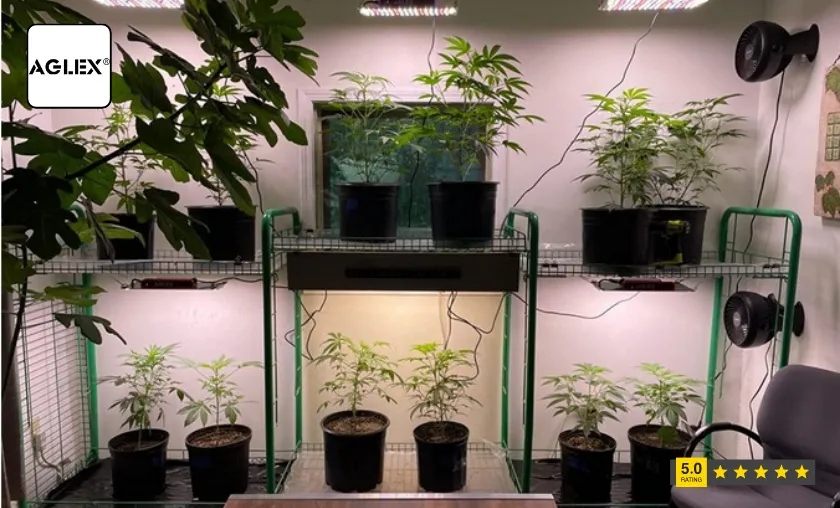 Aglex Customer Reviews!