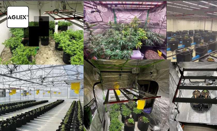 Aglex Review: Best Indoor LED Grow Lights & Series! ([wpsm_custom_meta type=date field=month] [wpsm_custom_meta type=date field=year]) - The Complete Portal