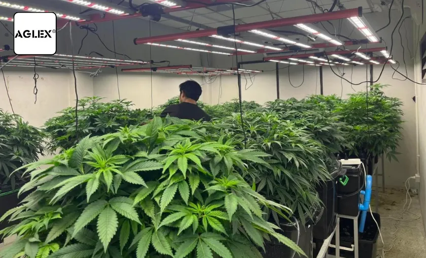 Aglex Review: Best Indoor LED Grow Lights & Series! ([wpsm_custom_meta type=date field=month] [wpsm_custom_meta type=date field=year]) - The Complete Portal