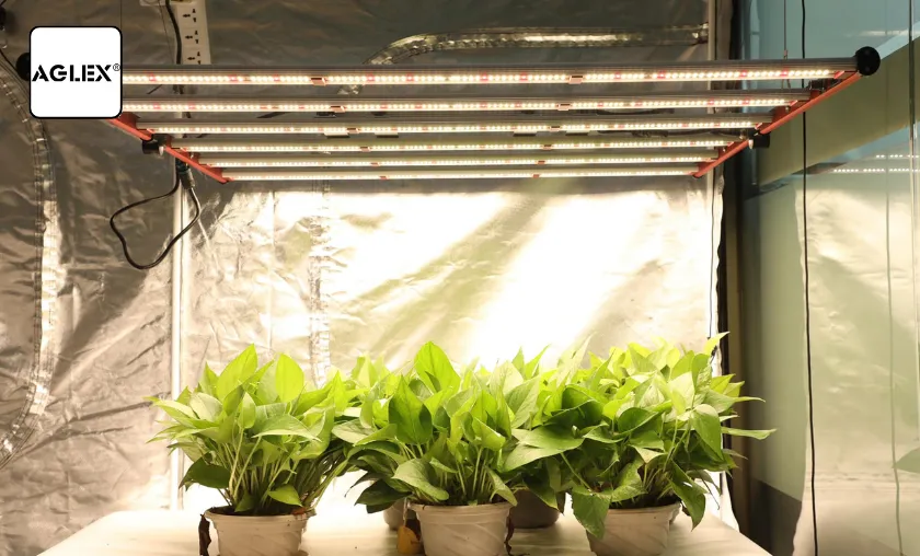 Aglex Review: Best Indoor LED Grow Lights & Series! ([wpsm_custom_meta type=date field=month] [wpsm_custom_meta type=date field=year]) - The Complete Portal