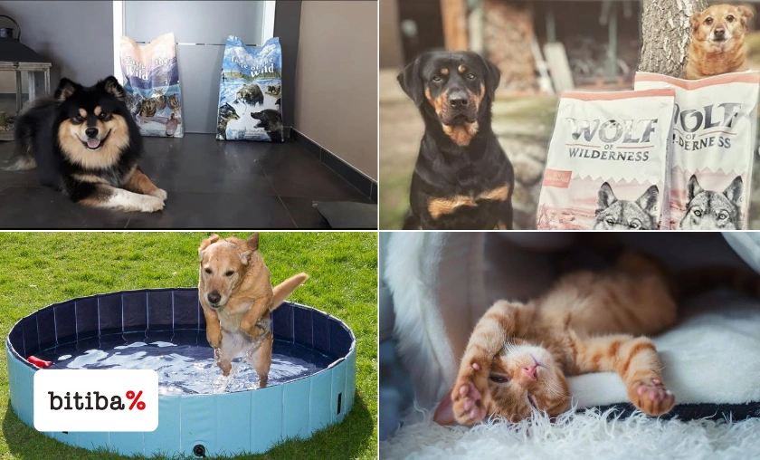 Bitiba UK Review: Best Pet Food, Toys, & Accessories! ([wpsm_custom_meta type=date field=month] [wpsm_custom_meta type=date field=year]) - The Complete Portal