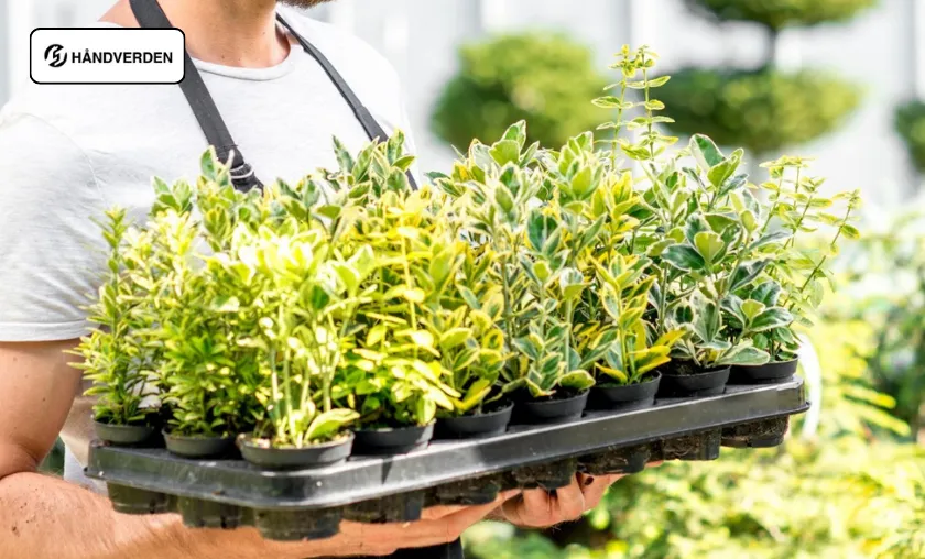 Håndverden Review: The Best Mini Chainsaws & Tools! ([wpsm_custom_meta type=date field=month] [wpsm_custom_meta type=date field=year]) - The Complete Portal