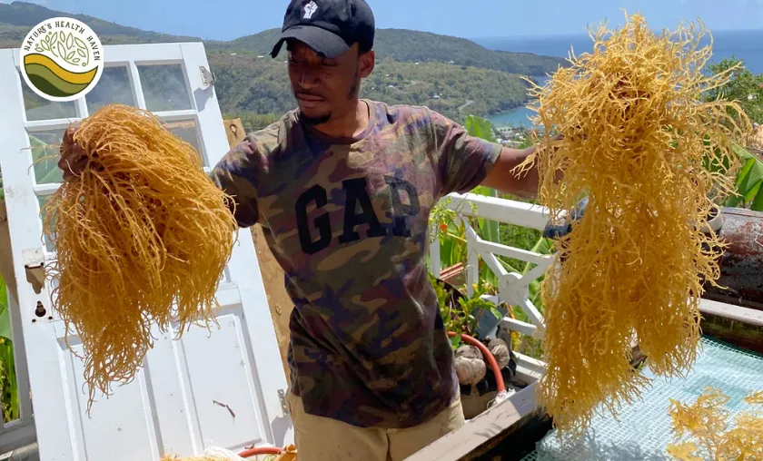 Nature's Health Haven Review: Best Herbal & Wellness! ([wpsm_custom_meta type=date field=month] [wpsm_custom_meta type=date field=year]) - The Complete Portal