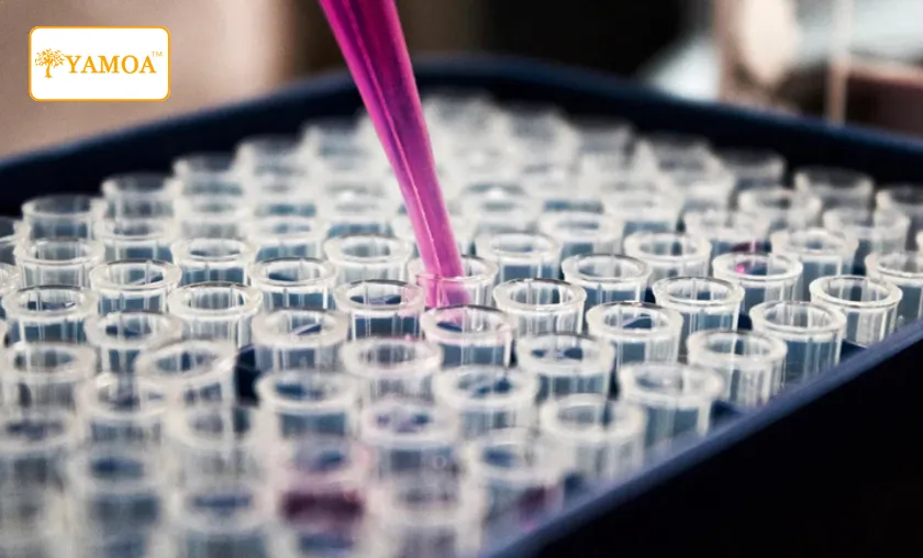 Yamoa Review: Best Respiratory Support Supplements! ([wpsm_custom_meta type=date field=month] [wpsm_custom_meta type=date field=year]) - The Complete Portal