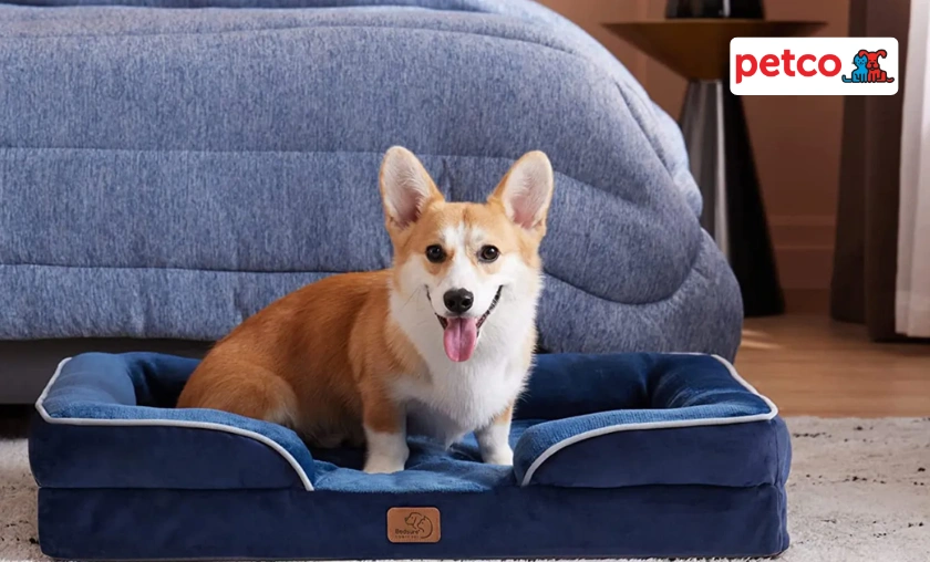 Petco US Review: Affordable & Trusted Pet Store Online! ([wpsm_custom_meta type=date field=month] [wpsm_custom_meta type=date field=year]) - The Complete Portal