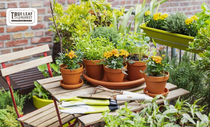 True Leaf Market Review: Seeds, Microgreens & Gardening Supplies! ([wpsm_custom_meta type=date field=month] [wpsm_custom_meta type=date field=year]) - The Complete Portal