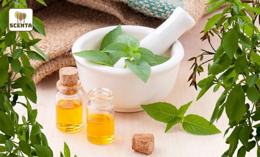 SCENTA Review: Luxury Essential Oils & Diffusers!([wpsm_custom_meta type=date field=month] [wpsm_custom_meta type=date field=year]) - The Complete Portal