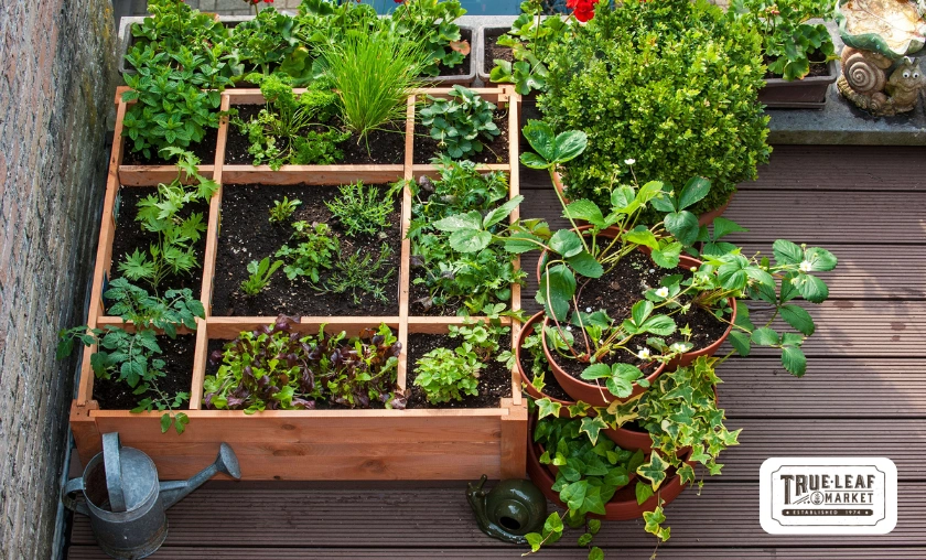 True Leaf Market Review: Seeds, Microgreens & Gardening Supplies! ([wpsm_custom_meta type=date field=month] [wpsm_custom_meta type=date field=year]) - The Complete Portal