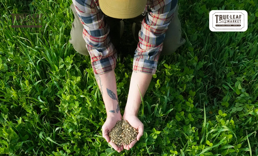 True Leaf Market Review: Seeds, Microgreens & Gardening Supplies! ([wpsm_custom_meta type=date field=month] [wpsm_custom_meta type=date field=year]) - The Complete Portal