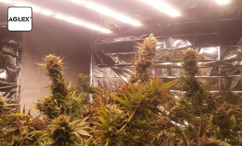Aglex Review: Best Indoor LED Grow Lights & Series! ([wpsm_custom_meta type=date field=month] [wpsm_custom_meta type=date field=year]) - The Complete Portal