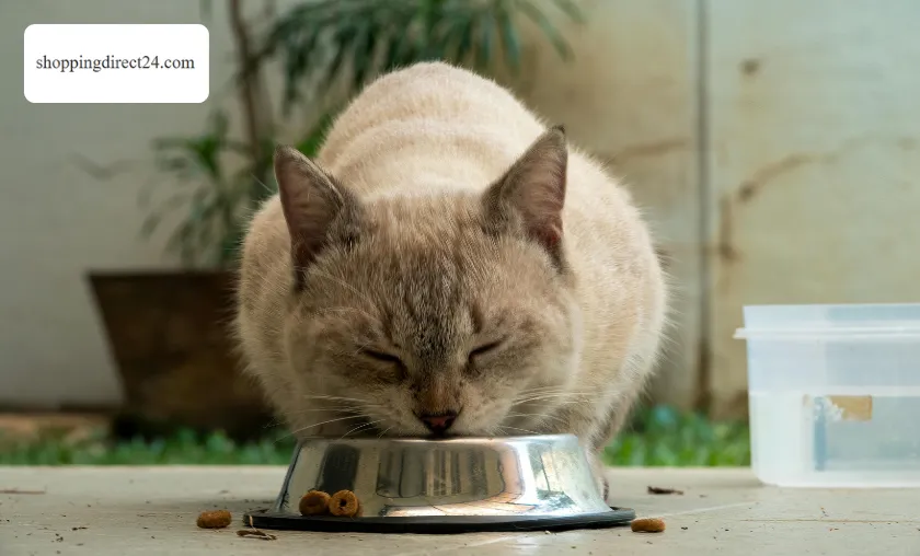 shoppingdirect24 Review: Best Home Decor & AI Art! ([wpsm_custom_meta type=date field=month] [wpsm_custom_meta type=date field=year]) - The Complete Portal