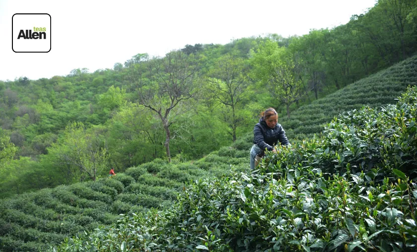 AllenTeas Review: Best Oolong, Puerh & Floral Teas! ([wpsm_custom_meta type=date field=month] [wpsm_custom_meta type=date field=year]) - The Complete Portal