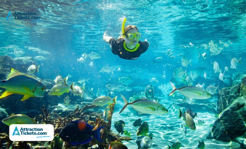 Attraction Tickets Review: Global Travel Booking Platform! ([wpsm_custom_meta type=date field=month] [wpsm_custom_meta type=date field=year]) - The Complete Portal