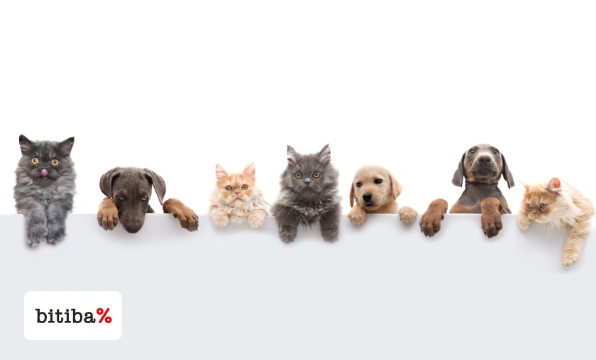 Bitiba UK Review: Best Pet Food, Toys, & Accessories! ([wpsm_custom_meta type=date field=month] [wpsm_custom_meta type=date field=year]) - The Complete Portal