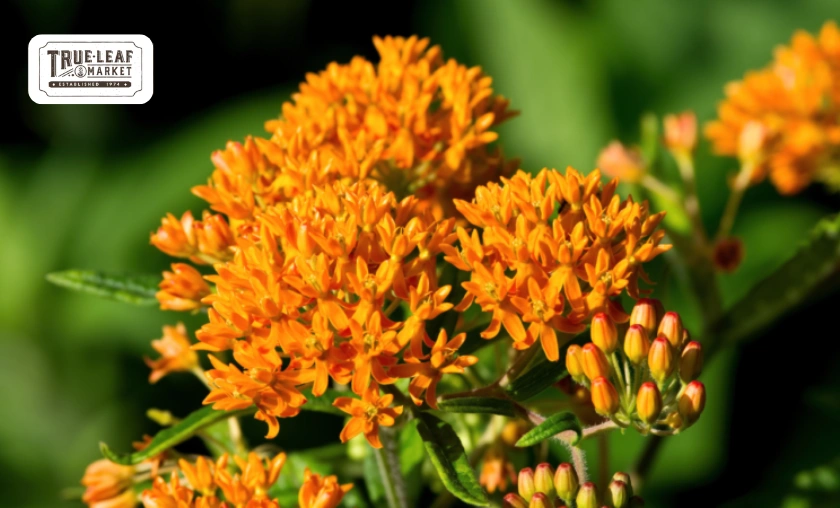 True Leaf Market Review: Seeds, Microgreens & Gardening Supplies! ([wpsm_custom_meta type=date field=month] [wpsm_custom_meta type=date field=year]) - The Complete Portal