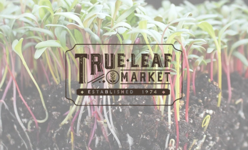 True Leaf Market Review Real Performance, Seed Reliability & Overall Experience