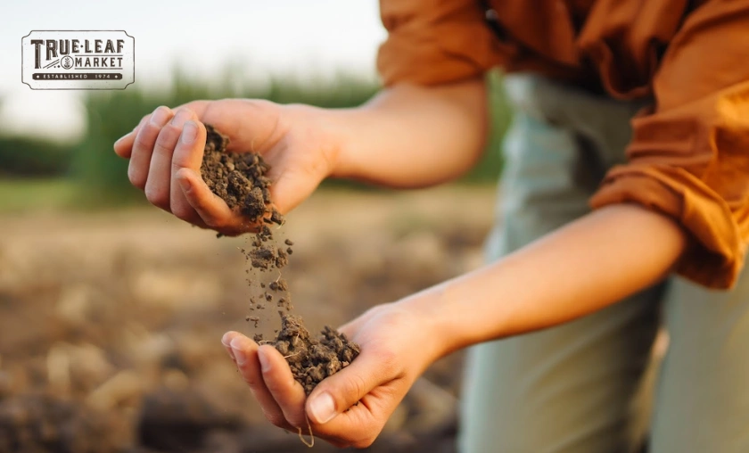 True Leaf Market Review: Seeds, Microgreens & Gardening Supplies! ([wpsm_custom_meta type=date field=month] [wpsm_custom_meta type=date field=year]) - The Complete Portal