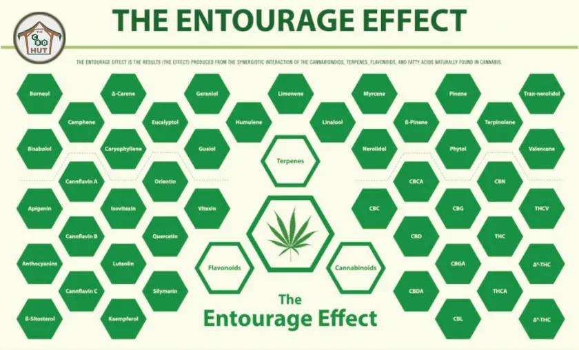The CBD Hut Review: Best CBD Vapes & Extracts!([wpsm_custom_meta type=date field=month] [wpsm_custom_meta type=date field=year]) - The Complete Portal