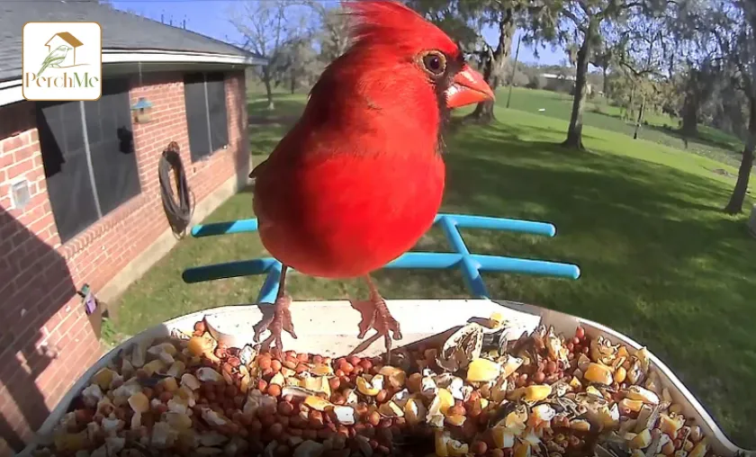 PerchMe Review: Best Smart Bird Feeders & Houses! ([wpsm_custom_meta type=date field=month] [wpsm_custom_meta type=date field=year]) - The Complete Portal