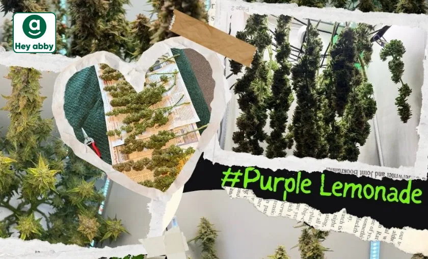 Hey abby Review: Best Grow Accessories & Humidifiers! ([wpsm_custom_meta type=date field=month] [wpsm_custom_meta type=date field=year]) - The Complete Portal